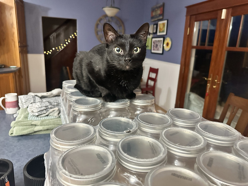 Black cat sits atop a collection of mason jars