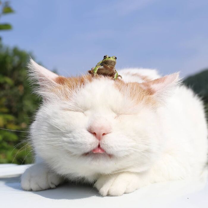 Close up of a cat with a tiny frog on its head