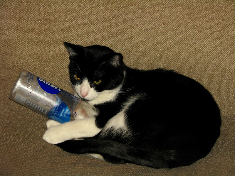 black and white cat sits on a cushion and holds a plastic bottle labeled "Smart Water"