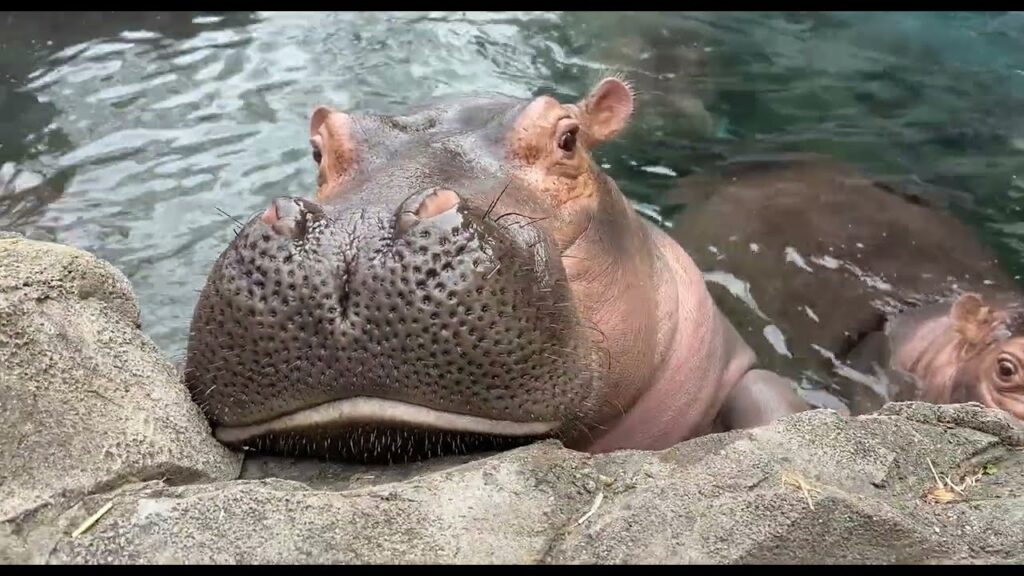 Fiona the hippo