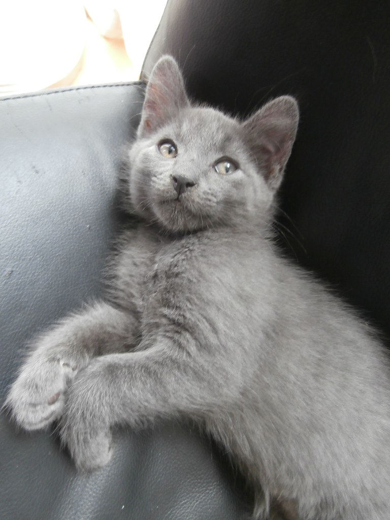 Grey kitten reclines on sofa, looking side-eyed to the right