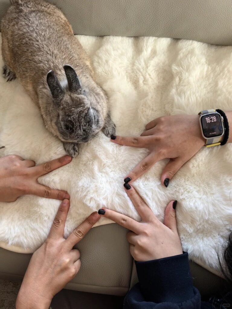 Overhead close-up of four hands forming a star with their fingers. The fifth point of the star is formed by the paws of a rabbit.
