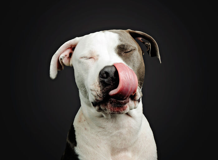 headshot of pitbull dog licking its nose