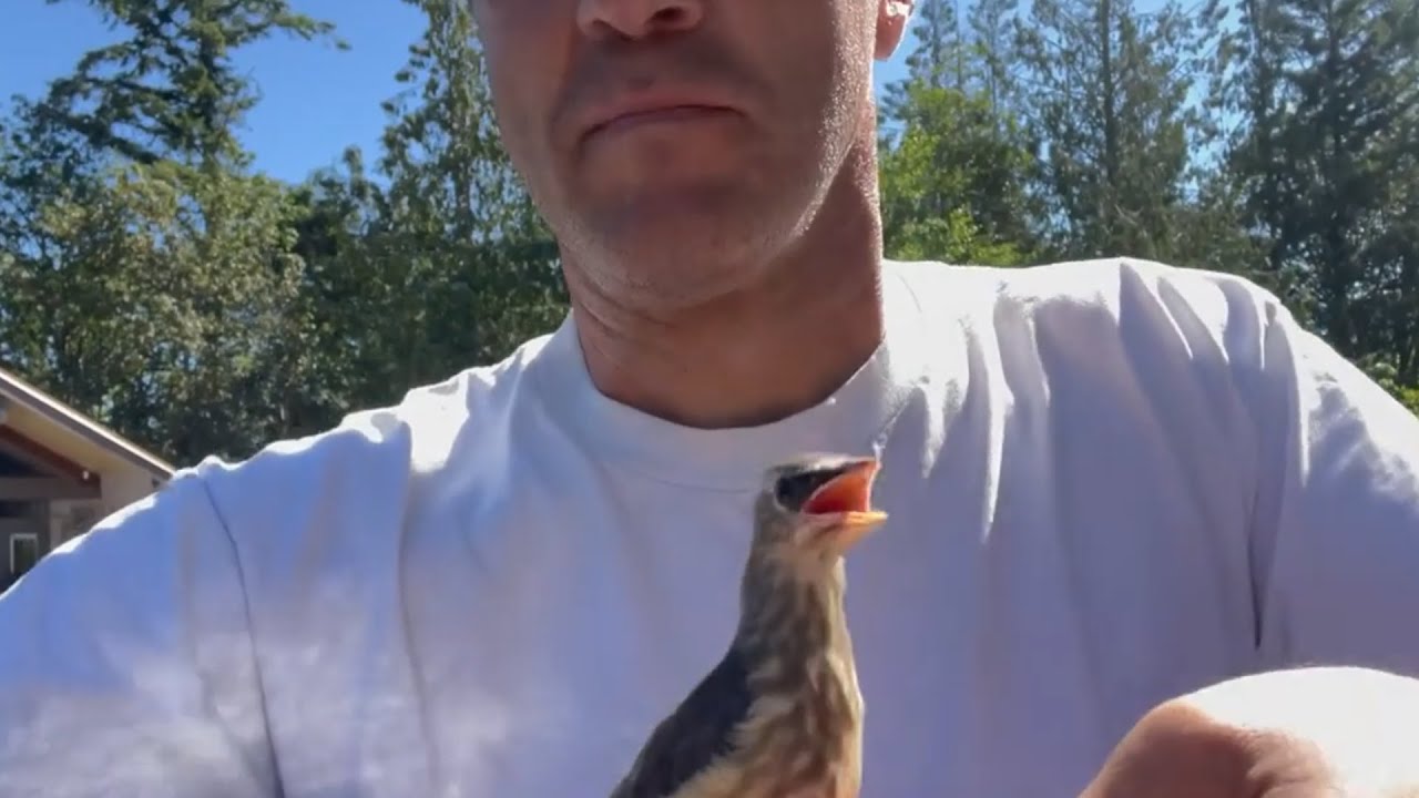 Baby bird poses in front of man