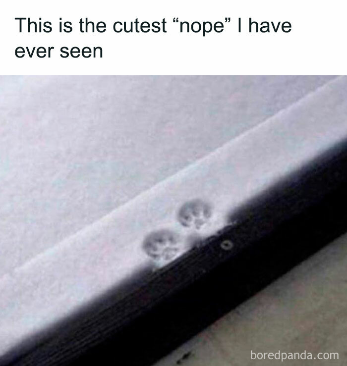 Meme showing photograph of two cat paw prints in the snow with the caption "this is the cutest nope I have ever seen."