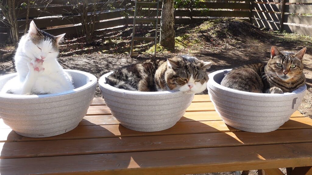 Three cats sit in three identical pots on an outdoor table