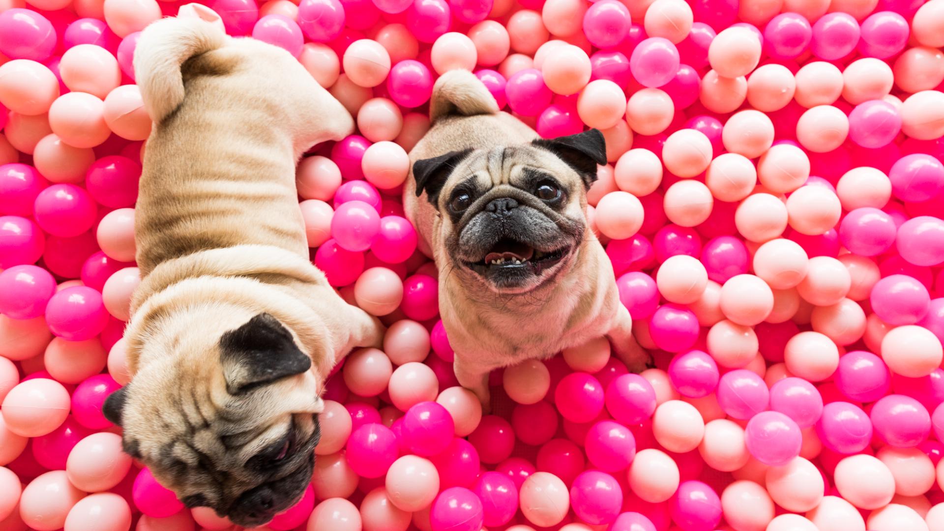 two pug dogs play in sea of pink plastic balls