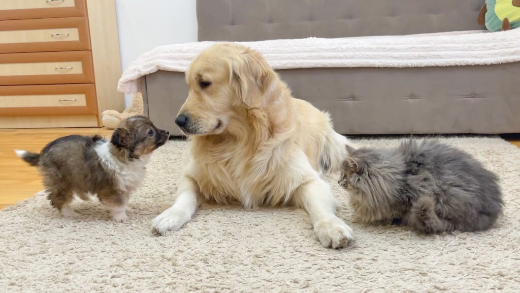 a golden retriever dog and a grey cat sit on a rug and look at a puppy