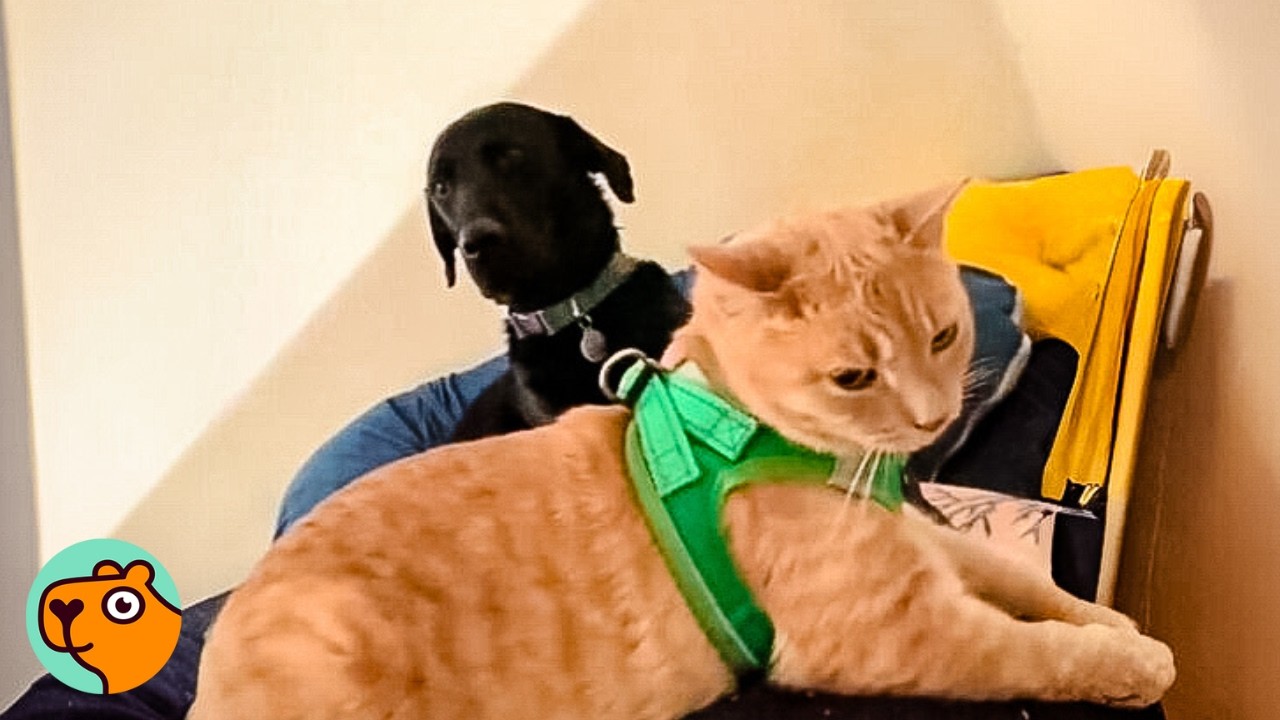 black dog sits behind orange cat