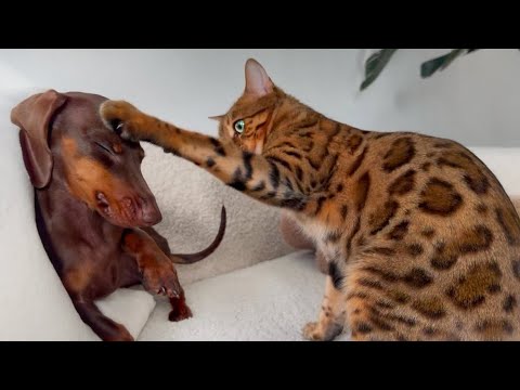 A Bengal cat touches her paw to the forehead of a chocolate brown dachshund dog.