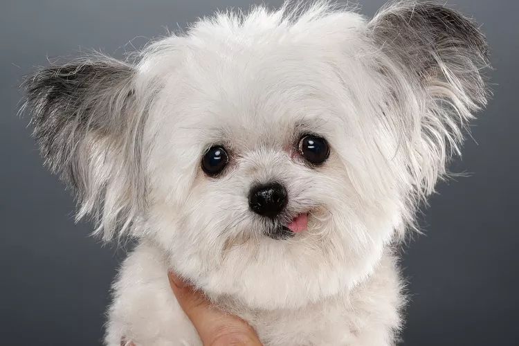 Norbert, a small dog with white fur