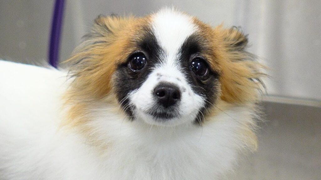 close up of cute dog with white fur, a raccoon-like mask, and light brown ears