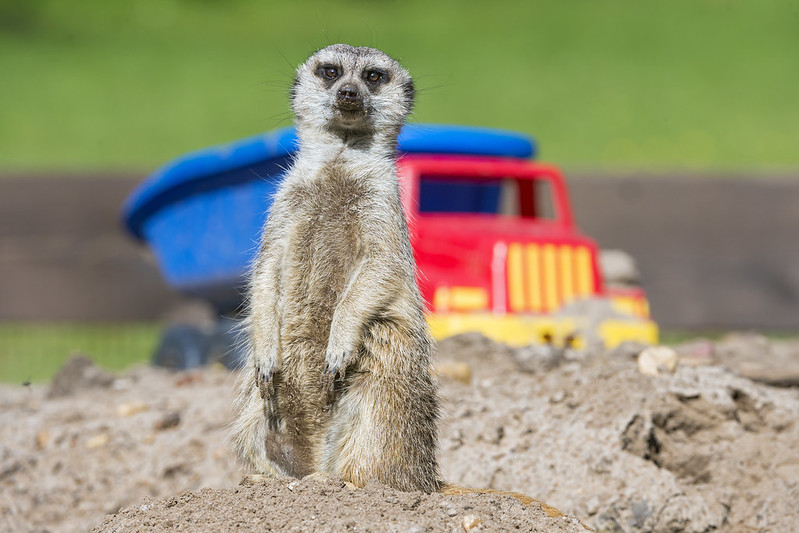 Meerkat stands upright in front of a blue and red plastic dump truck