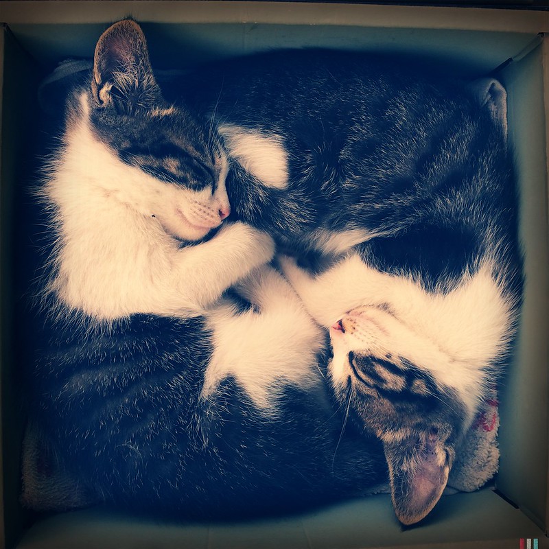 two kittens with identical white and grey-striped fur sleep in a box, with the head of each one at the rear of the other.