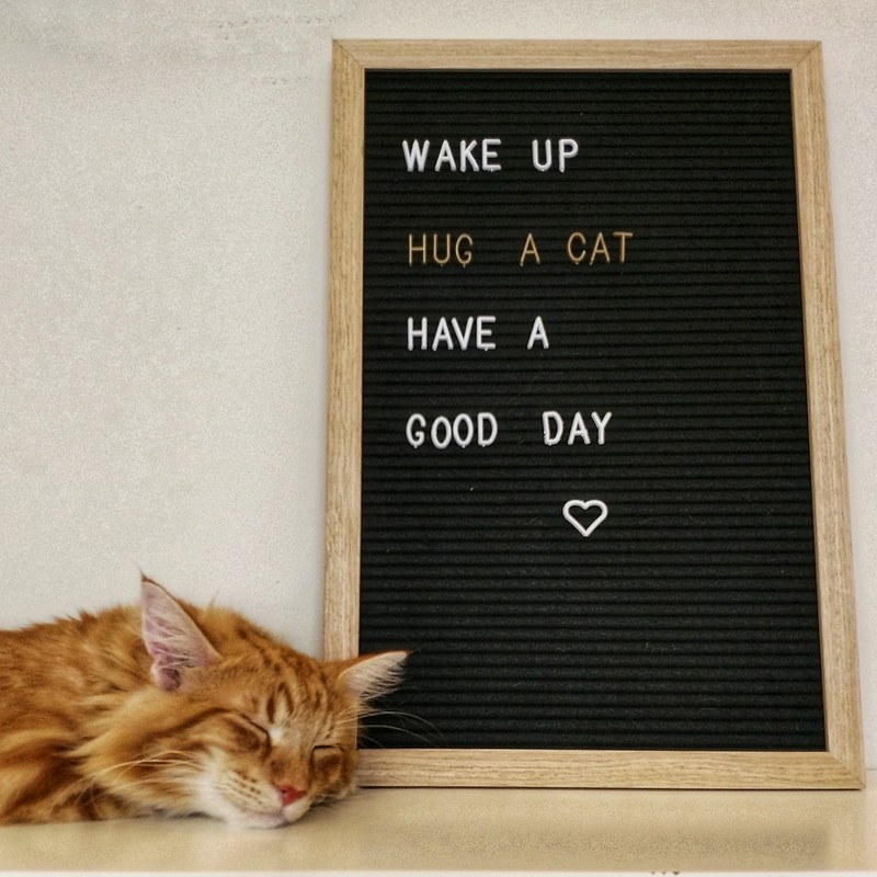 cat with orange stripes sleeps next to a signboard with this message: "Wake up, Hug a cat, Have a good day"