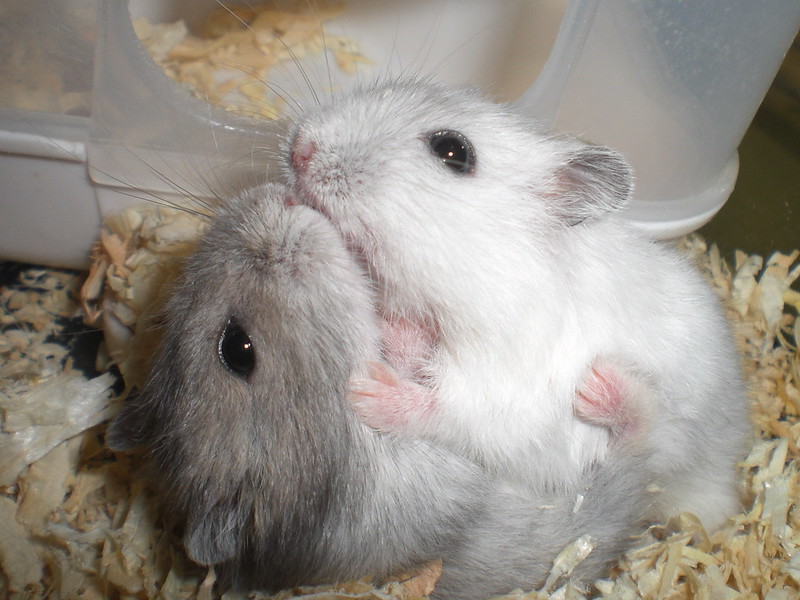 Two hamsters cuddle on a bed of sawdust.