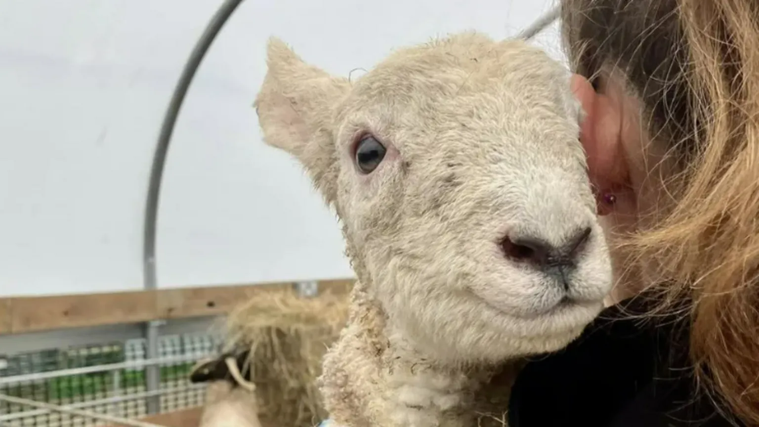 Happy lamb being cuddled