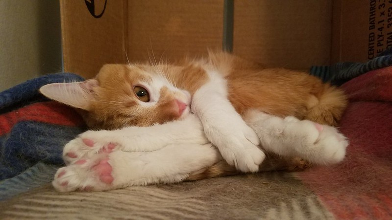 Orange and white cats lies on a couch with its back legs folded in front of its face