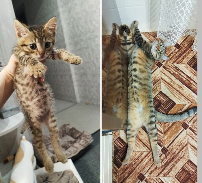 Side by side photographs of cat as kitten and full grown cat