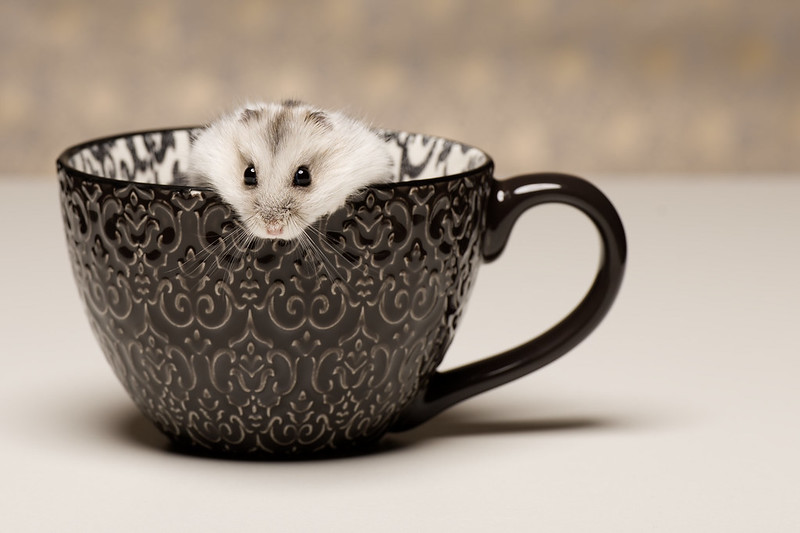 a hamster peeks out of a teacup