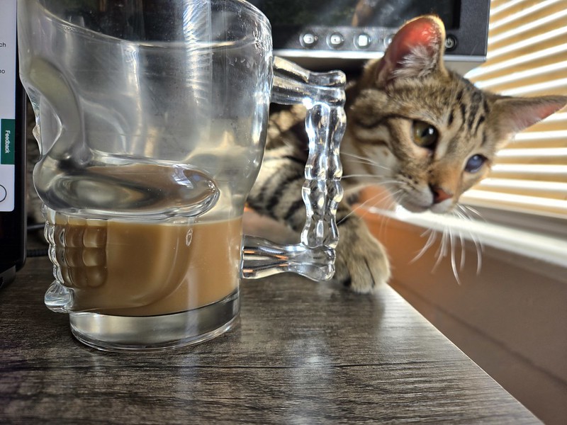 cat lies on table behind a glass coffee mug shaped like a skull