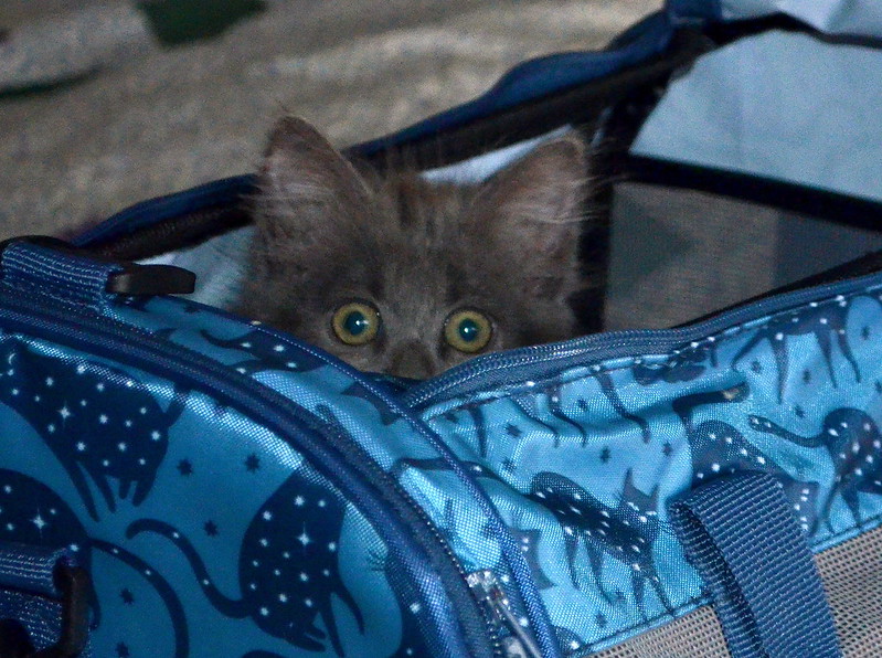 kitten with dark grey fur peeks out of blue cat carrier
