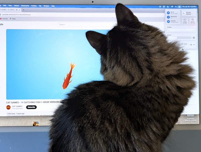 cat watches a YouTube video of a goldfish