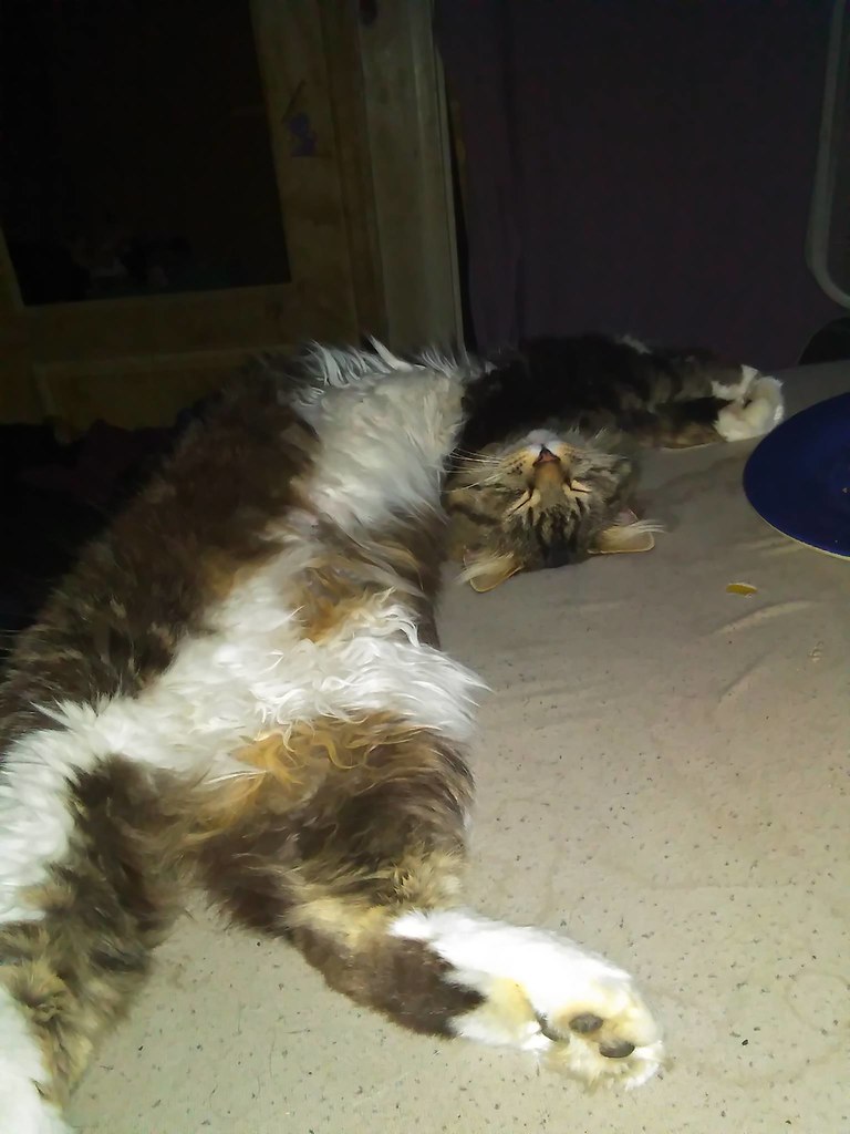 Cat lies on its back. Its head is bent in such a way that it appears to be unattached to the body.