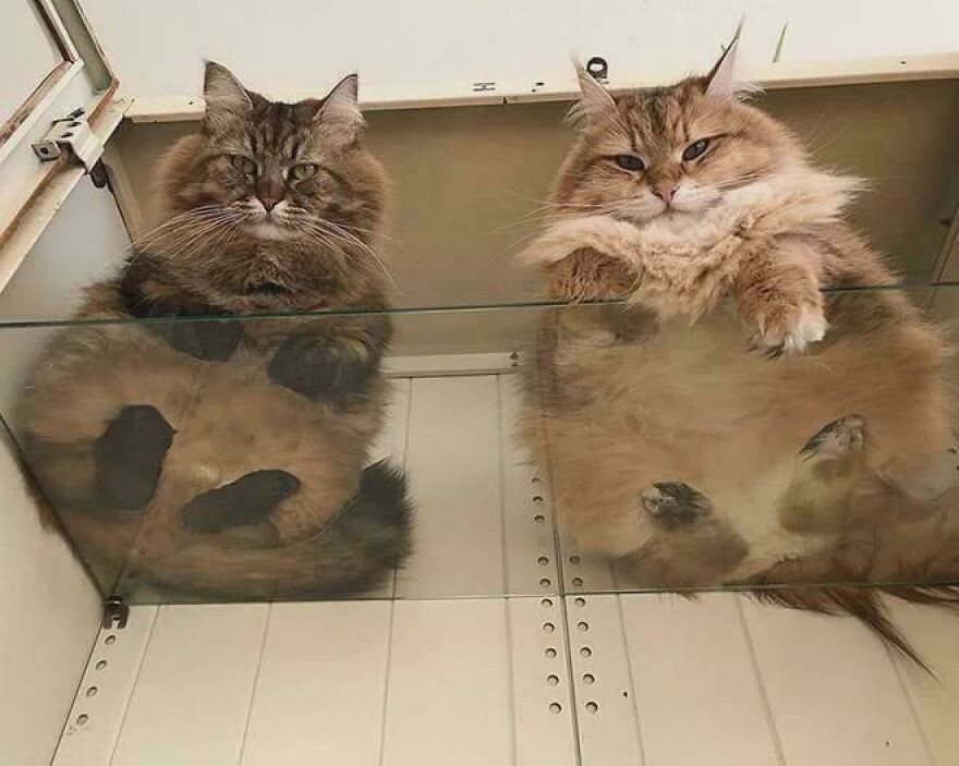 Two cats sit on a glass table top, viewed from underneath