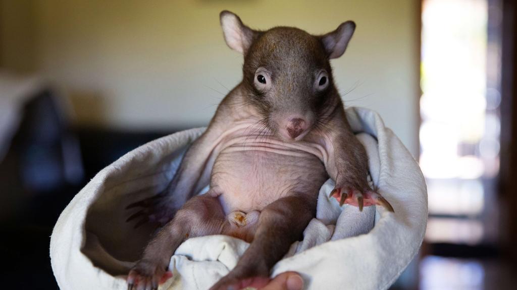 Baby wombat sits upright on a pillow