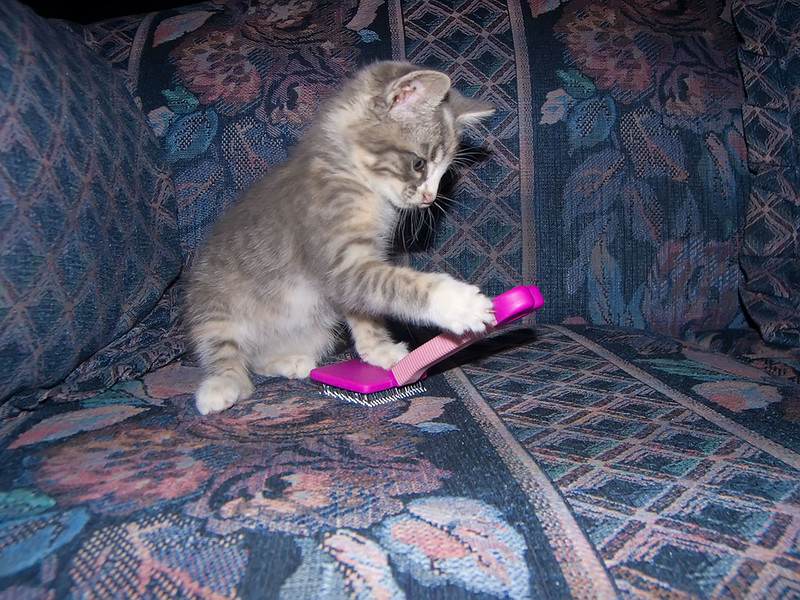 A cat plays with a deshedding comb