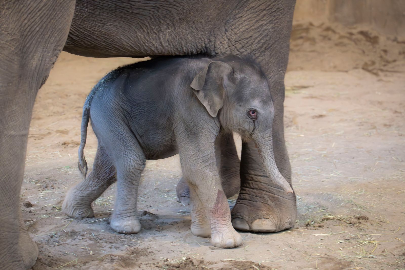Baby elephant