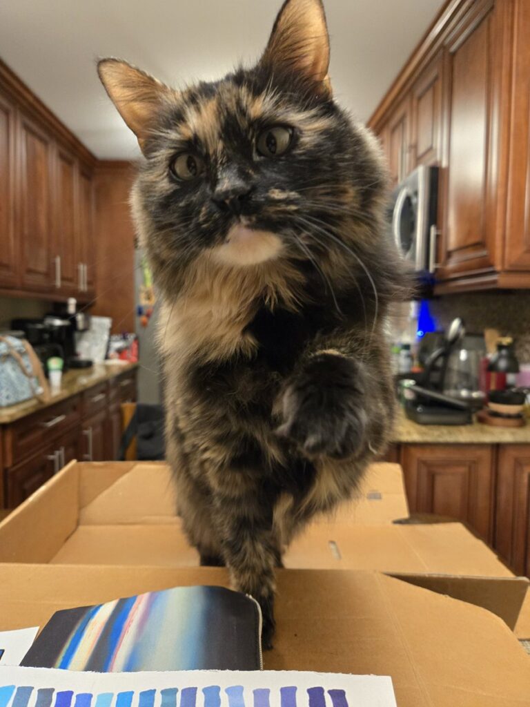 tortoiseshell cat holds out paw to you
