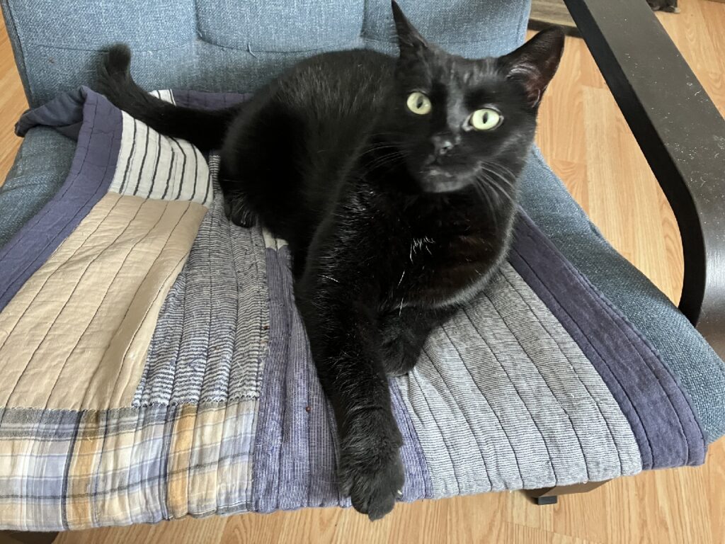 Black cat lounges on a chair