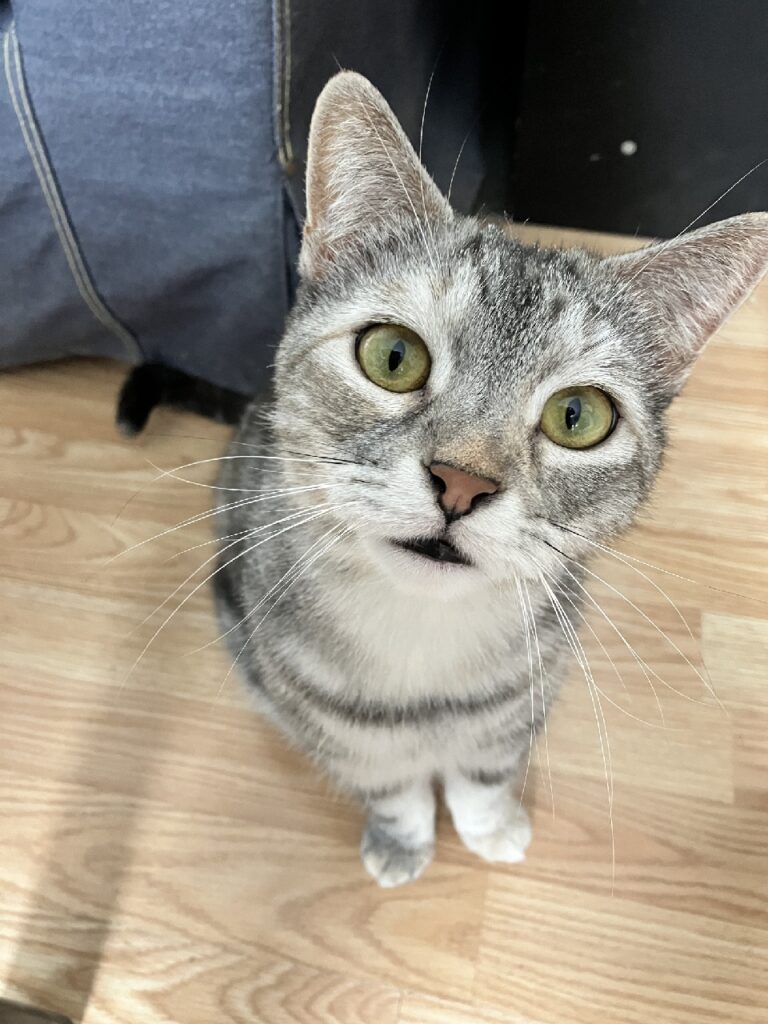 Gray and white cat sits on the floor looking up at you