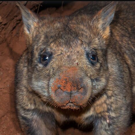 Hairy-nosed wombat