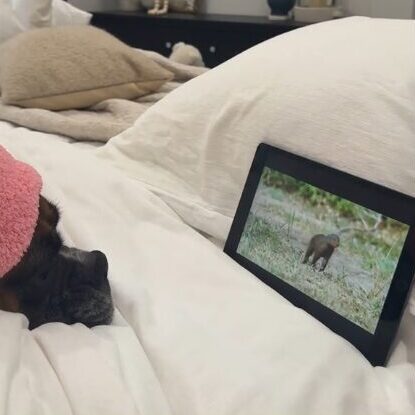 a dog rests with her head on the covers of a bed, watching animal videos on a tablet.