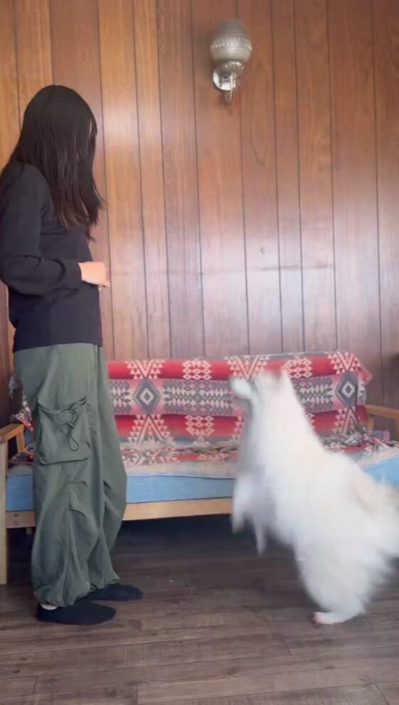 A white dog jumps into the air in front of a woman.