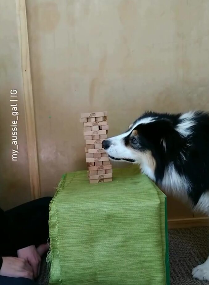 Border collie dog removes piece from Jenga tower with mouth