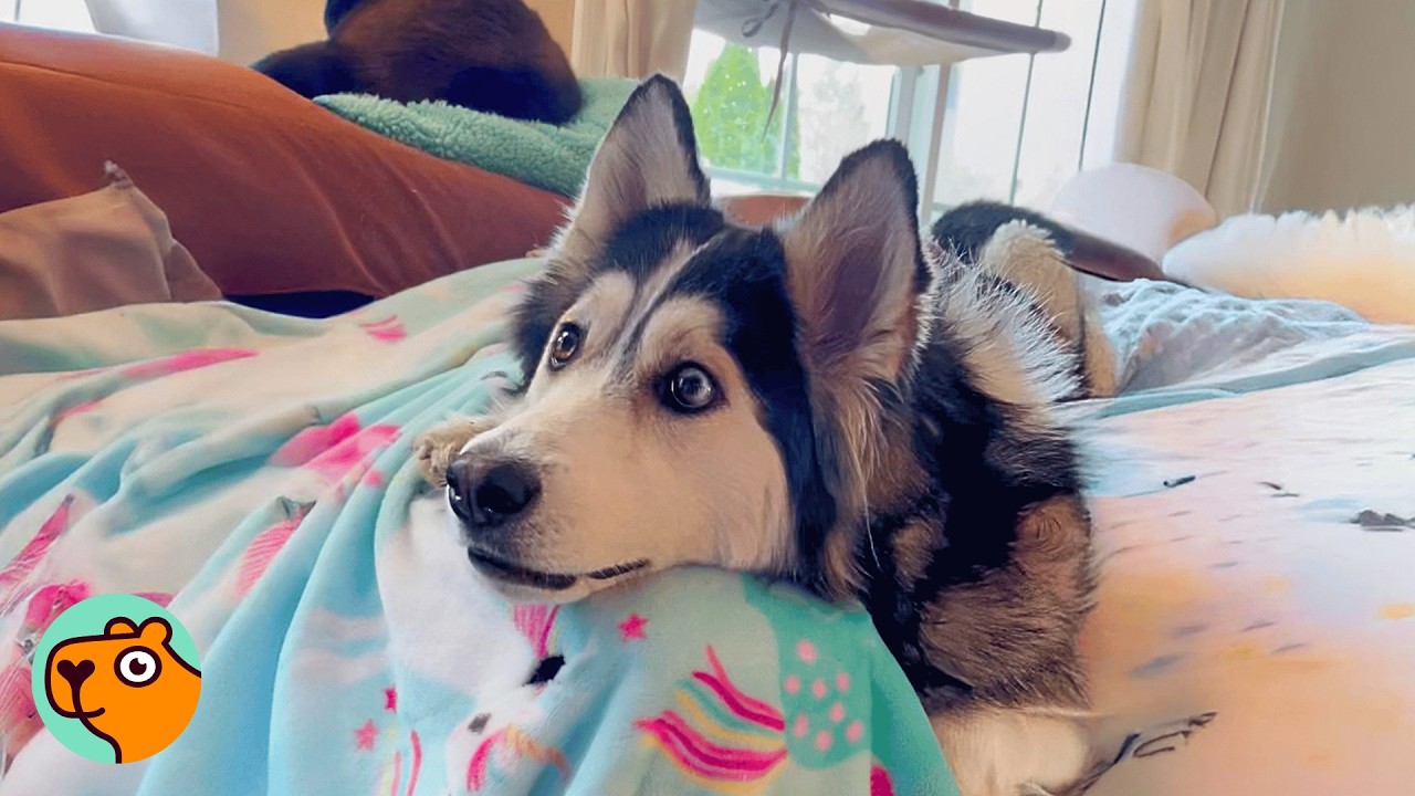 Husky dog staring at something, with wide-eyed attention.