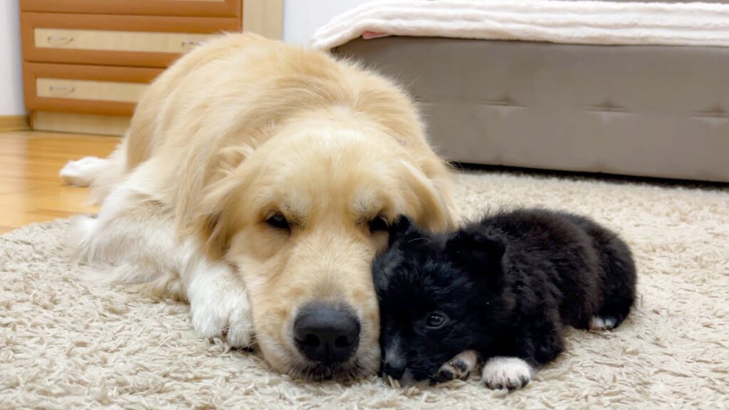golden retriever dog and small black puppy put their heads together and lie on a rug