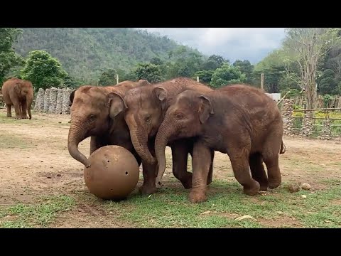 Three baby elephants are playing with a ball