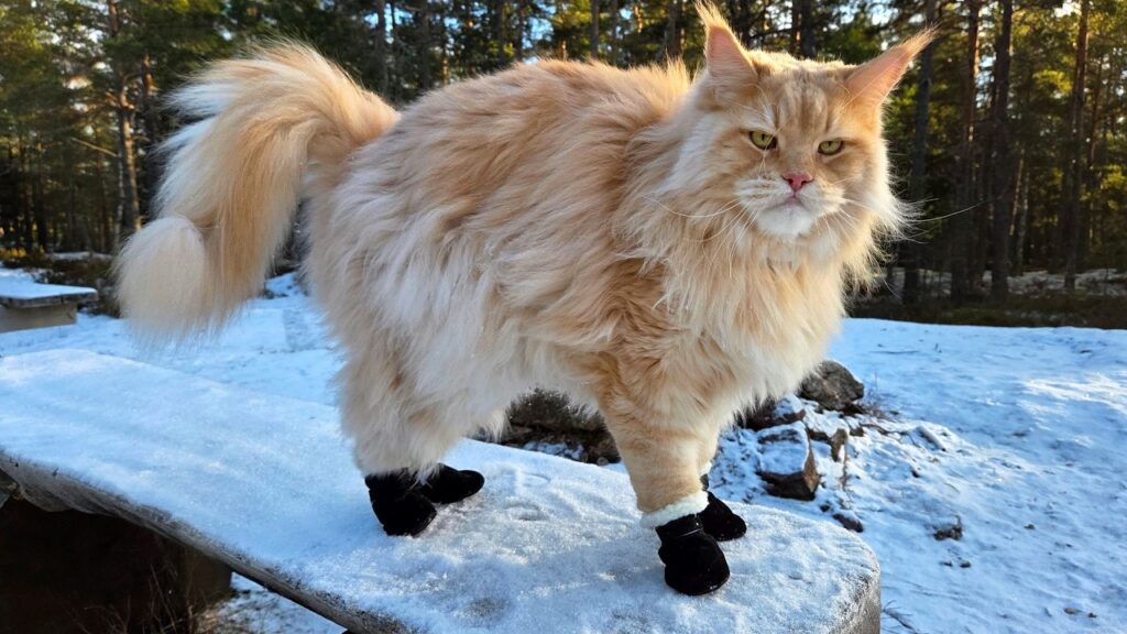 Maine Coon cat with light orange fur wears black boots