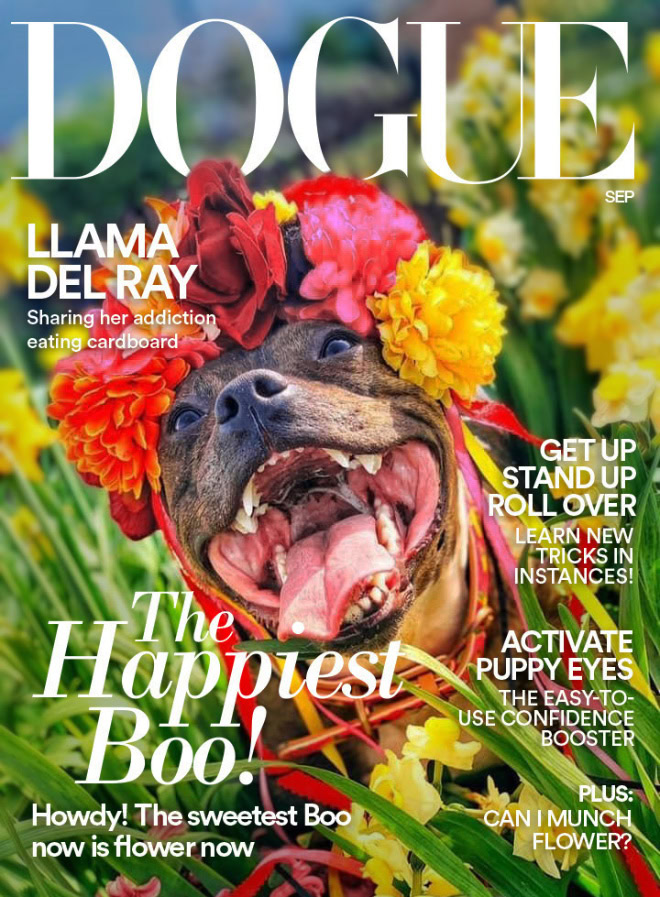 Cover of a fake magazine titled Dogue features a pitbull wearing a crown of flowers with an ecstatic smile on its face