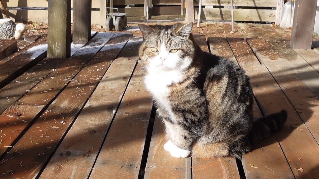 Maru, a cat, sits on the deck overlooking his backyard