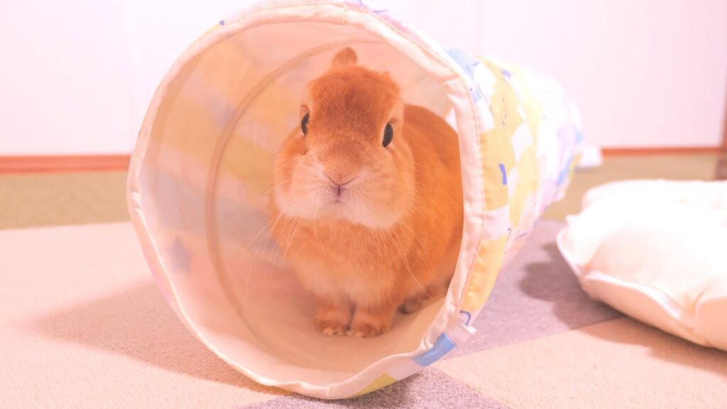 Dwarf rabbit with cinnamon colored fur peeks out of a toy tunnel