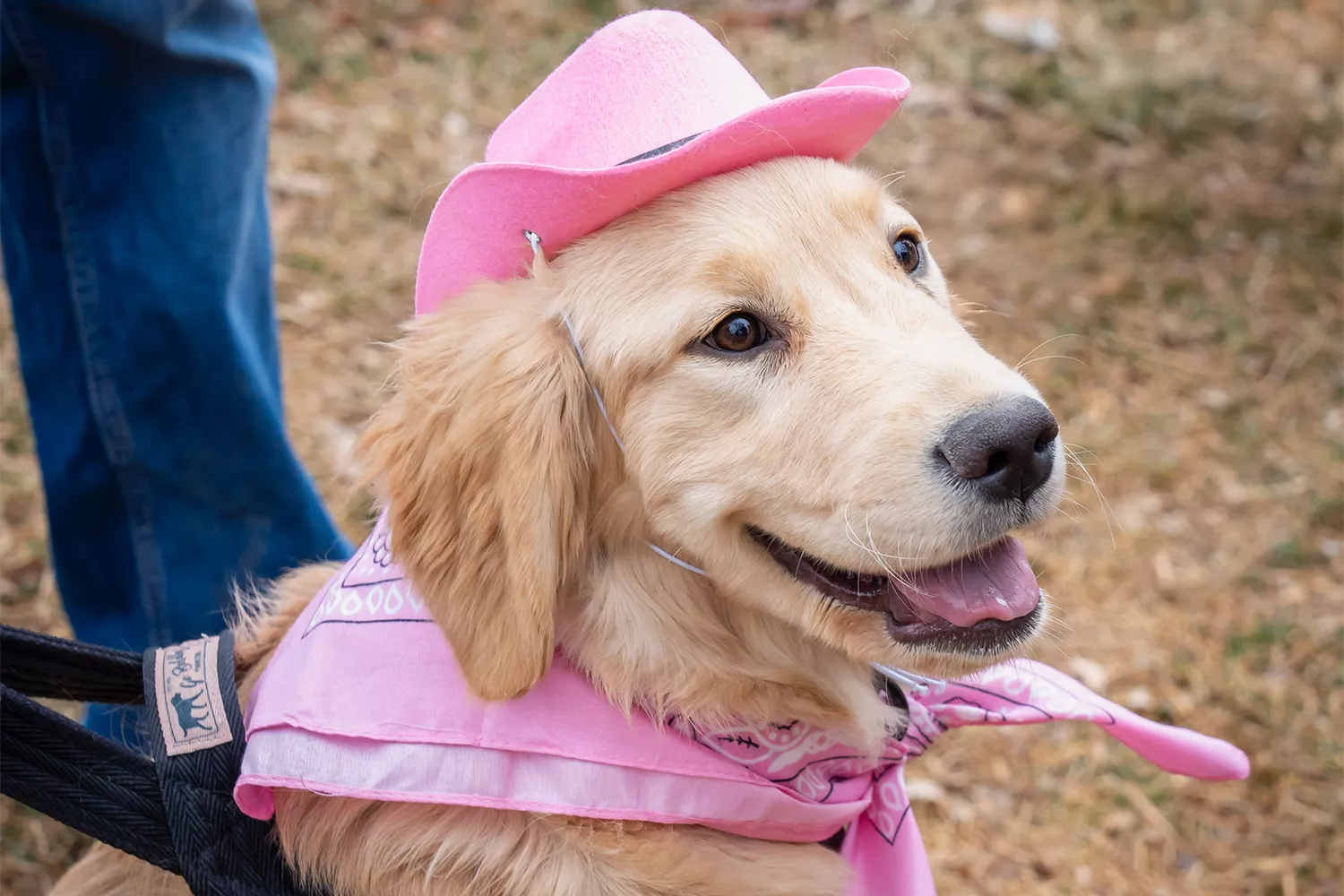 Golden retriever wearing a pink cowboy hat and pink scarf
