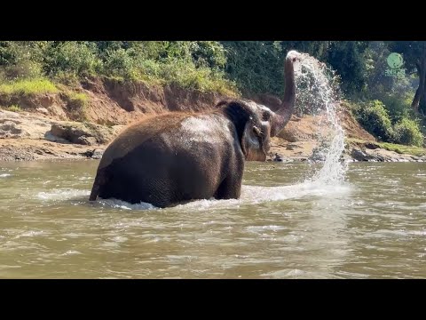 An elephant bathes in a river