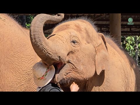 An elephant cuddles with a man