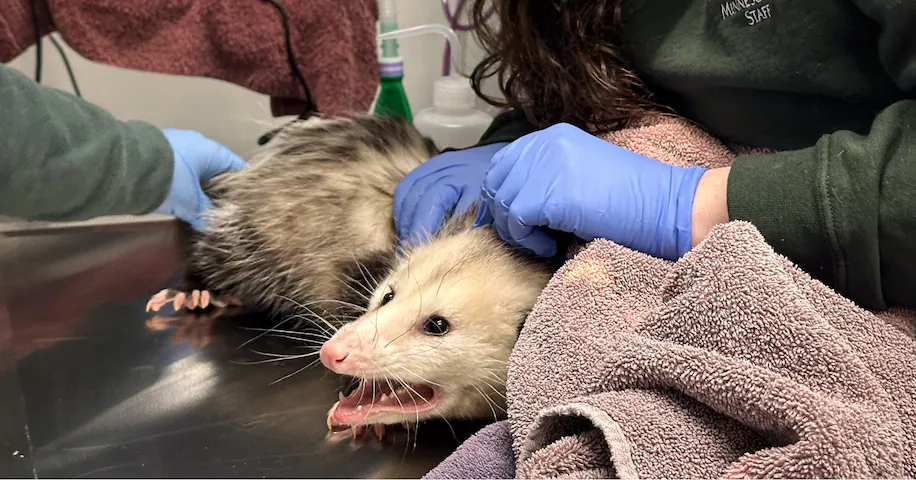 Angry opossum being handled by veterinarians.